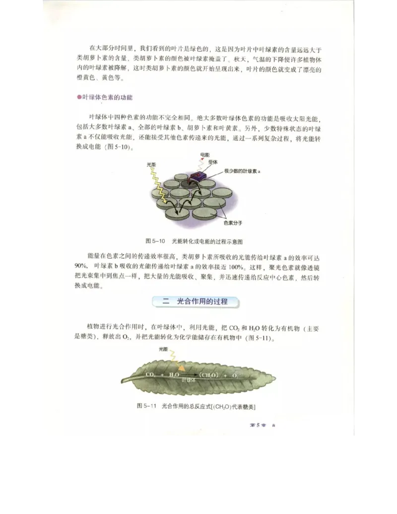 北师大版高中生物必修1电子课本_4-教培资料-26年最新资料-同步更新_初中高中教资_03科三专项（进去保存报考的学科即可）_02科三专项（笔记真题思维导图教学设计版本二）