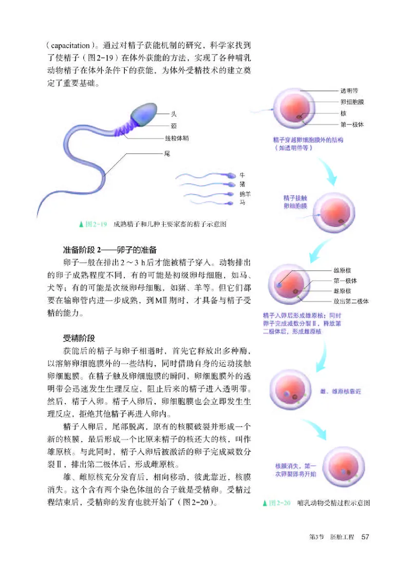 人教版生物选修3高清教材_4-教培资料-26年最新资料-同步更新_初中高中教资_03科三专项（进去保存报考的学科即可）_02科三专项（笔记真题思维导图教学设计版本二）