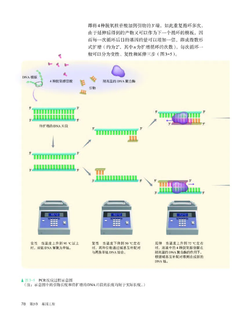 人教版生物选修3高清教材_4-教培资料-26年最新资料-同步更新_初中高中教资_03科三专项（进去保存报考的学科即可）_02科三专项（笔记真题思维导图教学设计版本二）