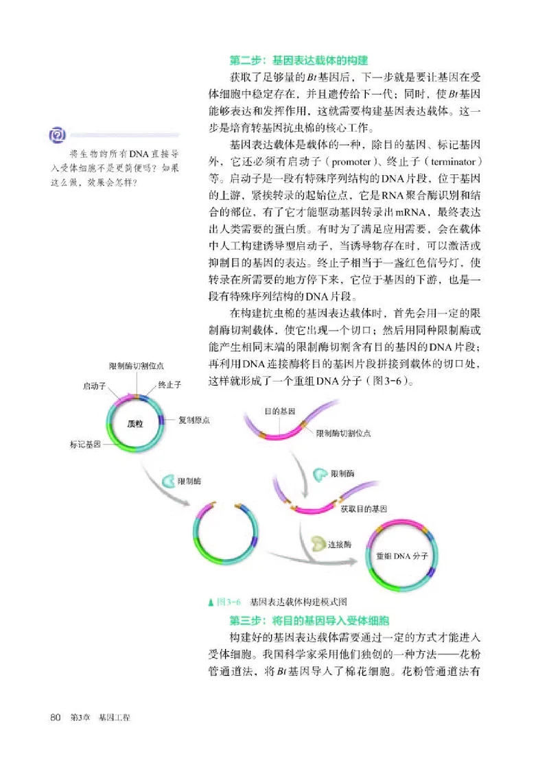 人教版生物选修3高清教材_4-教培资料-26年最新资料-同步更新_初中高中教资_03科三专项（进去保存报考的学科即可）_02科三专项（笔记真题思维导图教学设计版本二）