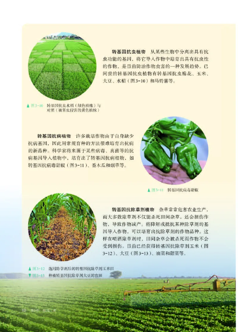 人教版生物选修3高清教材_4-教培资料-26年最新资料-同步更新_初中高中教资_03科三专项（进去保存报考的学科即可）_02科三专项（笔记真题思维导图教学设计版本二）