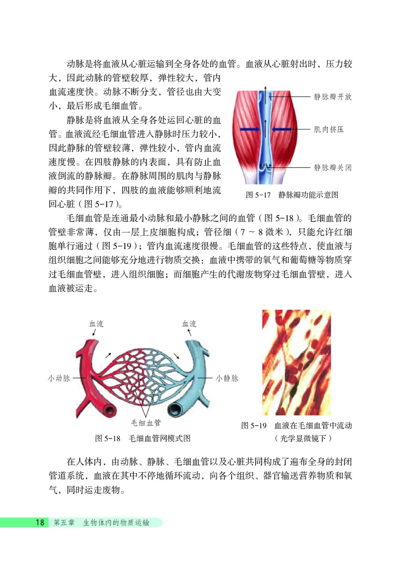 北京版7年级生物下册高清教材_4-教培资料-26年最新资料-同步更新_初中高中教资_03科三专项（进去保存报考的学科即可）_02科三专项（笔记真题思维导图教学设计版本二）