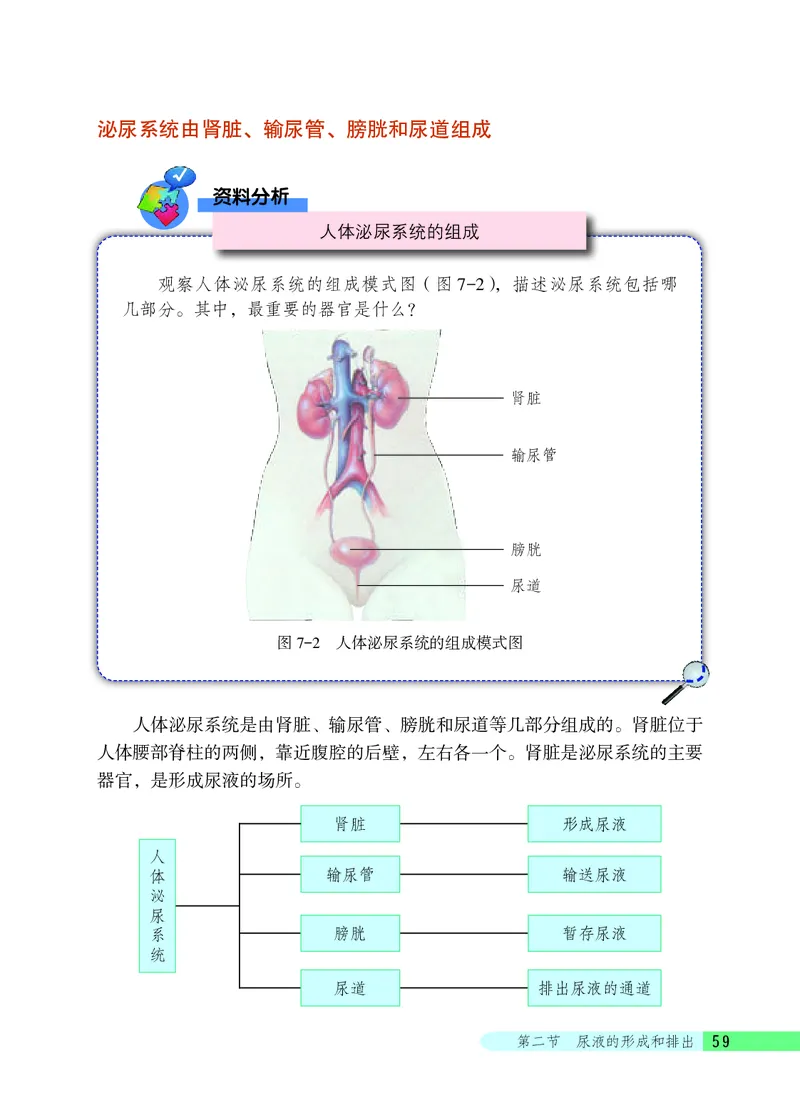北京版7年级生物下册高清教材_4-教培资料-26年最新资料-同步更新_初中高中教资_03科三专项（进去保存报考的学科即可）_02科三专项（笔记真题思维导图教学设计版本二）