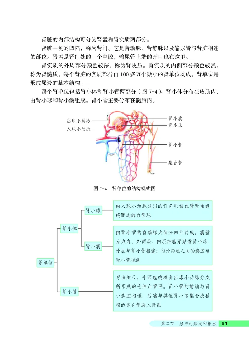 北京版7年级生物下册高清教材_4-教培资料-26年最新资料-同步更新_初中高中教资_03科三专项（进去保存报考的学科即可）_02科三专项（笔记真题思维导图教学设计版本二）