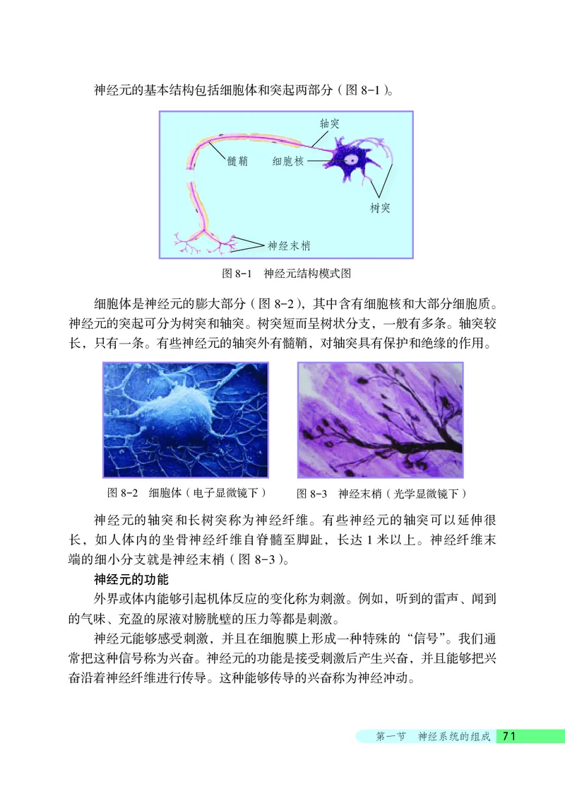 北京版7年级生物下册高清教材_4-教培资料-26年最新资料-同步更新_初中高中教资_03科三专项（进去保存报考的学科即可）_02科三专项（笔记真题思维导图教学设计版本二）