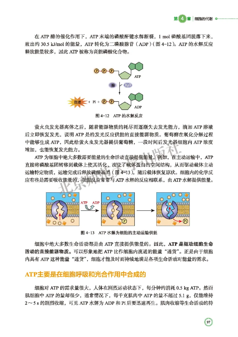 北师大生物必修1高清教材_4-教培资料-26年最新资料-同步更新_初中高中教资_03科三专项（进去保存报考的学科即可）_02科三专项（笔记真题思维导图教学设计版本二）