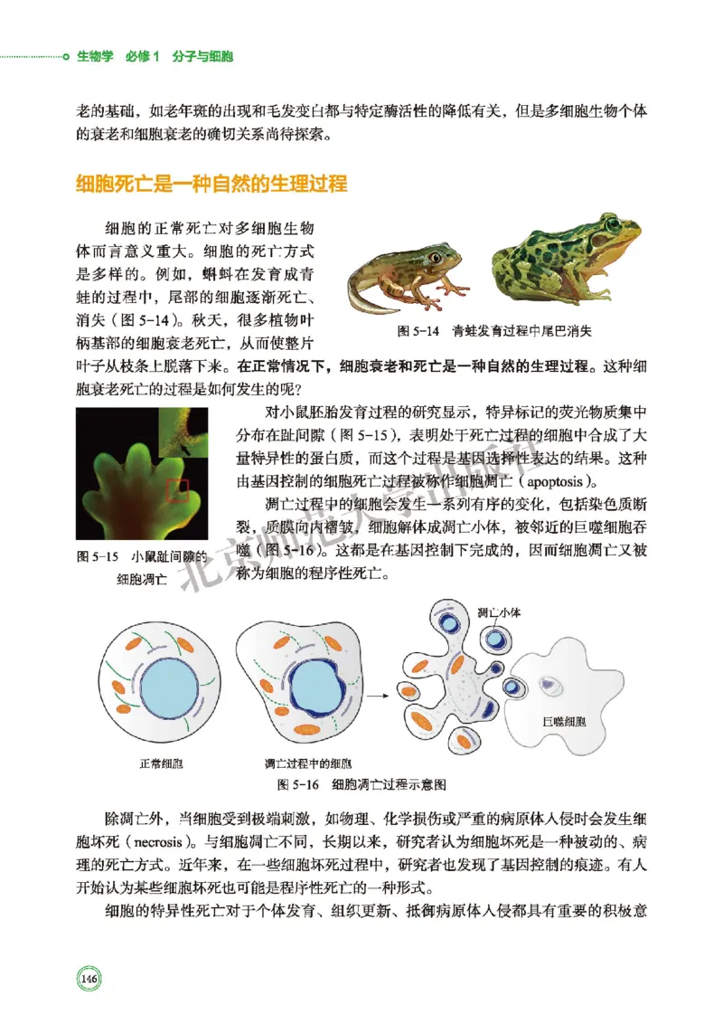 北师大生物必修1高清教材_4-教培资料-26年最新资料-同步更新_初中高中教资_03科三专项（进去保存报考的学科即可）_02科三专项（笔记真题思维导图教学设计版本二）