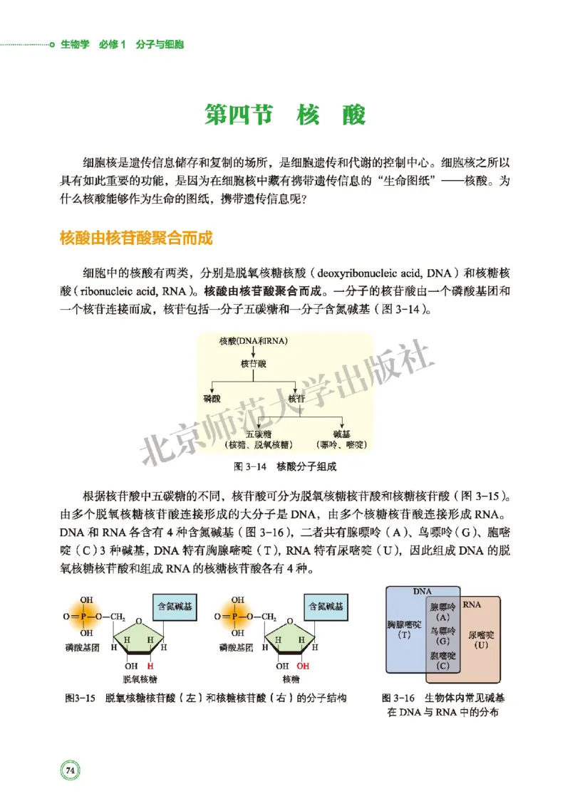 北师大生物必修1高清教材_4-教培资料-26年最新资料-同步更新_初中高中教资_03科三专项（进去保存报考的学科即可）_02科三专项（笔记真题思维导图教学设计版本二）