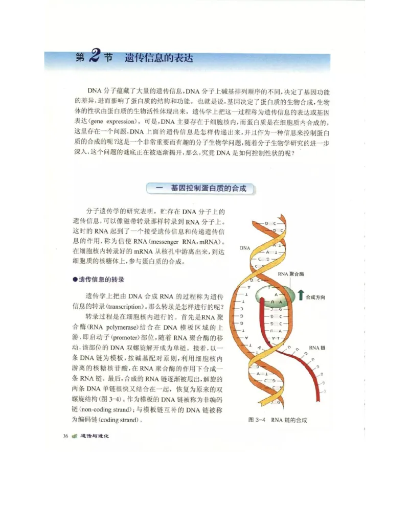 北师大版高中生物必修2电子课本_4-教培资料-26年最新资料-同步更新_初中高中教资_03科三专项（进去保存报考的学科即可）_02科三专项（笔记真题思维导图教学设计版本二）