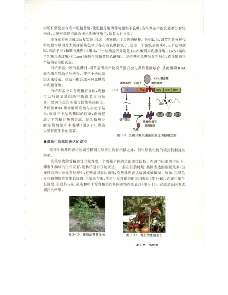 北师大版高中生物必修2电子课本_4-教培资料-26年最新资料-同步更新_初中高中教资_03科三专项（进去保存报考的学科即可）_02科三专项（笔记真题思维导图教学设计版本二）