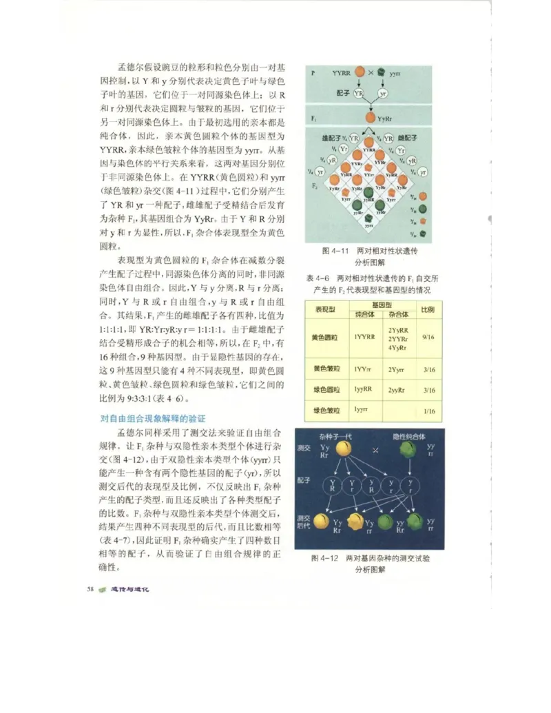 北师大版高中生物必修2电子课本_4-教培资料-26年最新资料-同步更新_初中高中教资_03科三专项（进去保存报考的学科即可）_02科三专项（笔记真题思维导图教学设计版本二）