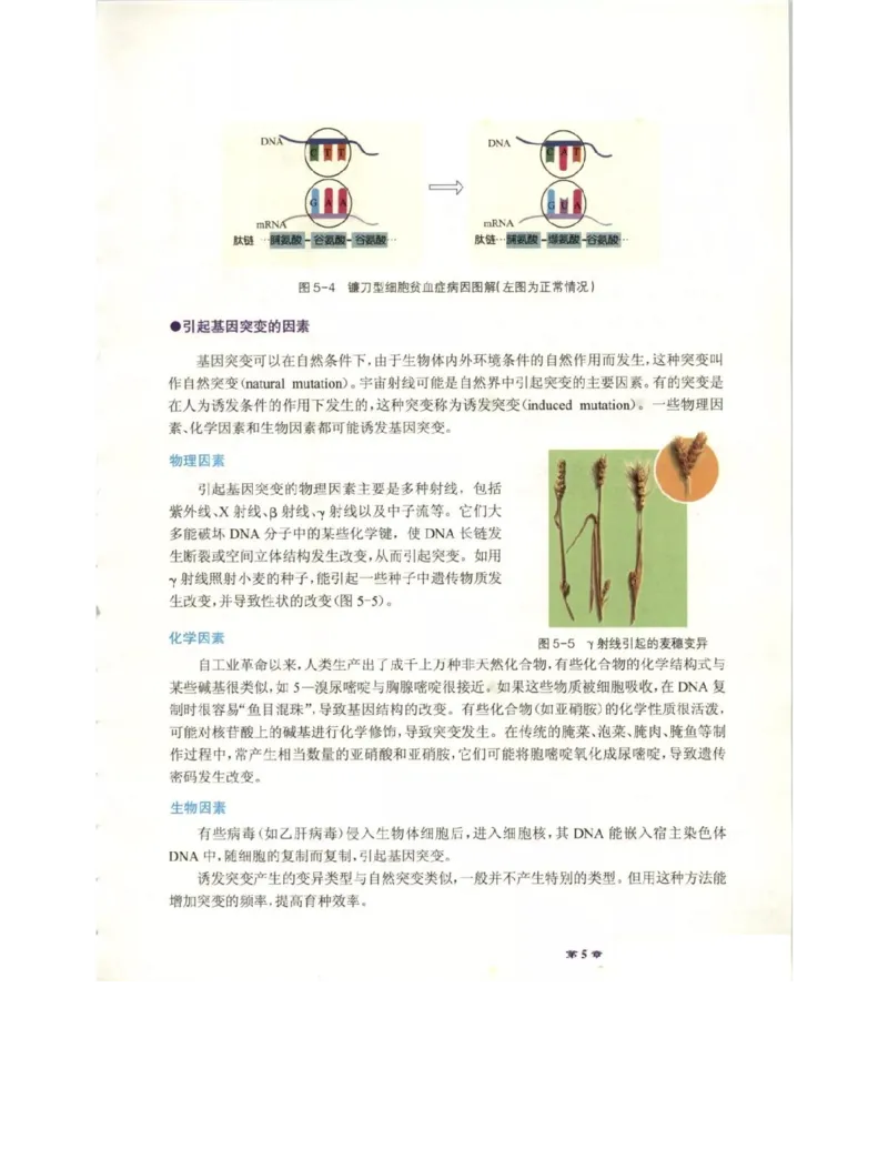 北师大版高中生物必修2电子课本_4-教培资料-26年最新资料-同步更新_初中高中教资_03科三专项（进去保存报考的学科即可）_02科三专项（笔记真题思维导图教学设计版本二）
