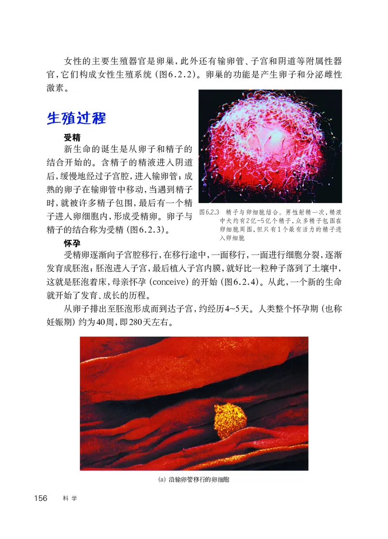 华师大7年级科学下册高清教材_4-教培资料-26年最新资料-同步更新_初中高中教资_03科三专项（进去保存报考的学科即可）_02科三专项（笔记真题思维导图教学设计版本二）