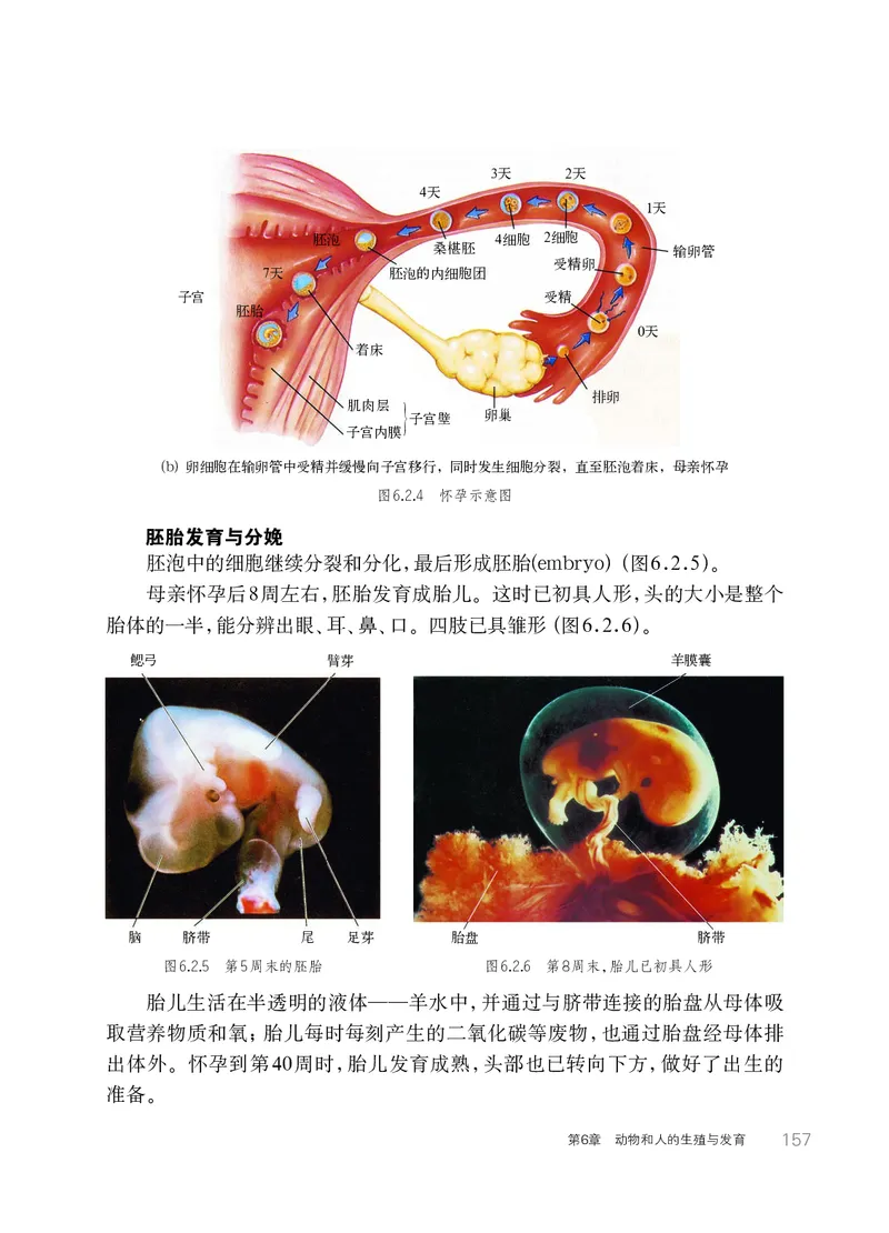 华师大7年级科学下册高清教材_4-教培资料-26年最新资料-同步更新_初中高中教资_03科三专项（进去保存报考的学科即可）_02科三专项（笔记真题思维导图教学设计版本二）