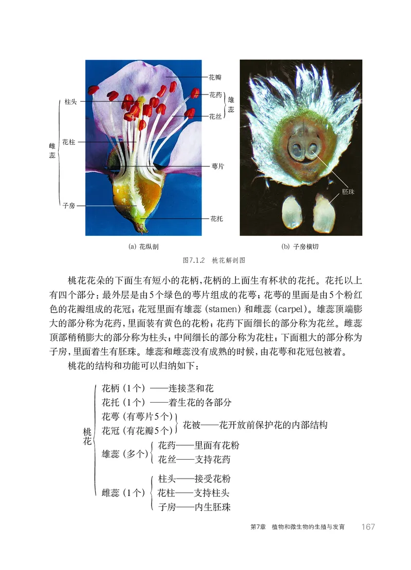 华师大7年级科学下册高清教材_4-教培资料-26年最新资料-同步更新_初中高中教资_03科三专项（进去保存报考的学科即可）_02科三专项（笔记真题思维导图教学设计版本二）