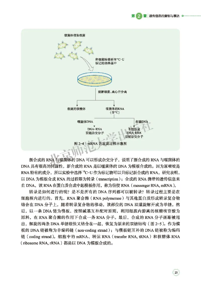 北师大生物必修2高清教材_4-教培资料-26年最新资料-同步更新_初中高中教资_03科三专项（进去保存报考的学科即可）_02科三专项（笔记真题思维导图教学设计版本二）
