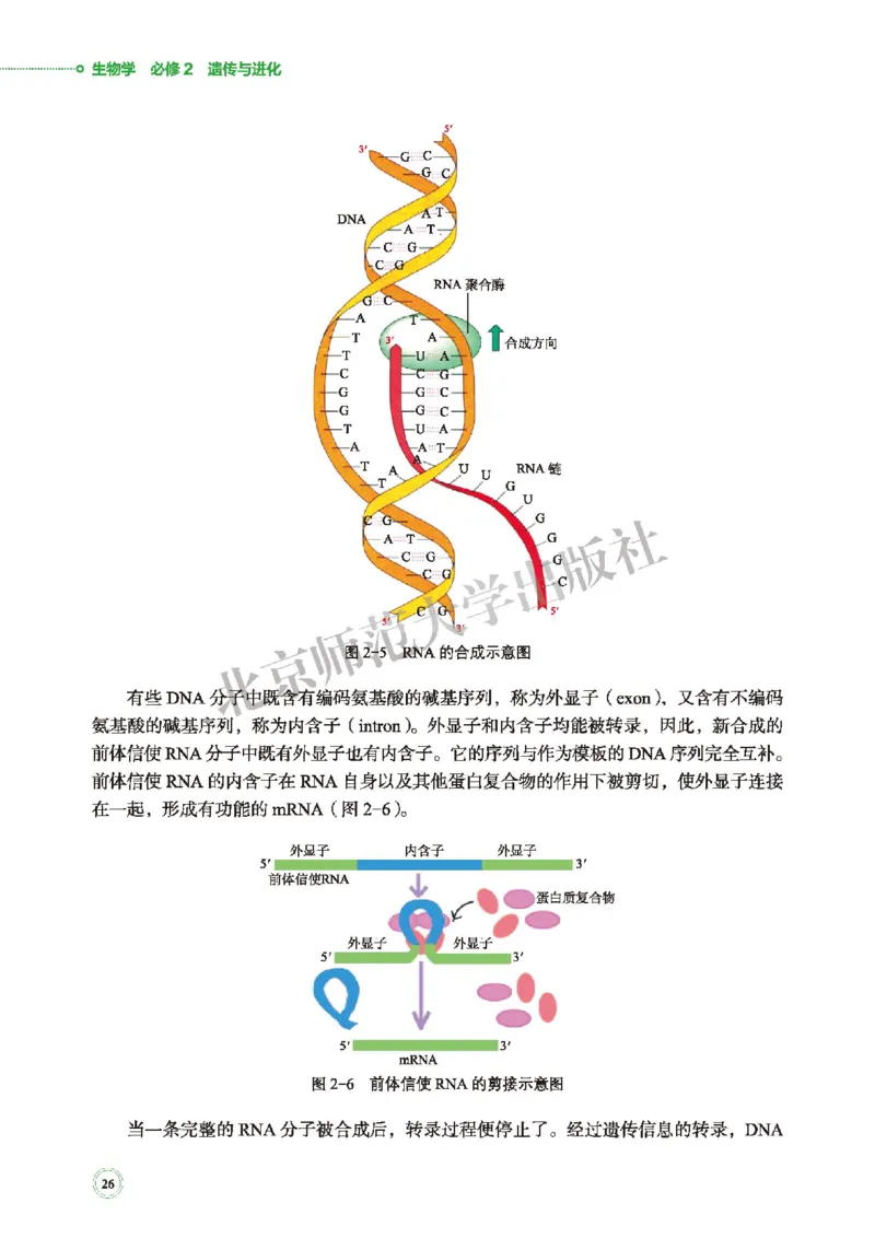 北师大生物必修2高清教材_4-教培资料-26年最新资料-同步更新_初中高中教资_03科三专项（进去保存报考的学科即可）_02科三专项（笔记真题思维导图教学设计版本二）