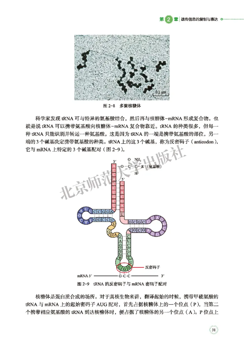 北师大生物必修2高清教材_4-教培资料-26年最新资料-同步更新_初中高中教资_03科三专项（进去保存报考的学科即可）_02科三专项（笔记真题思维导图教学设计版本二）