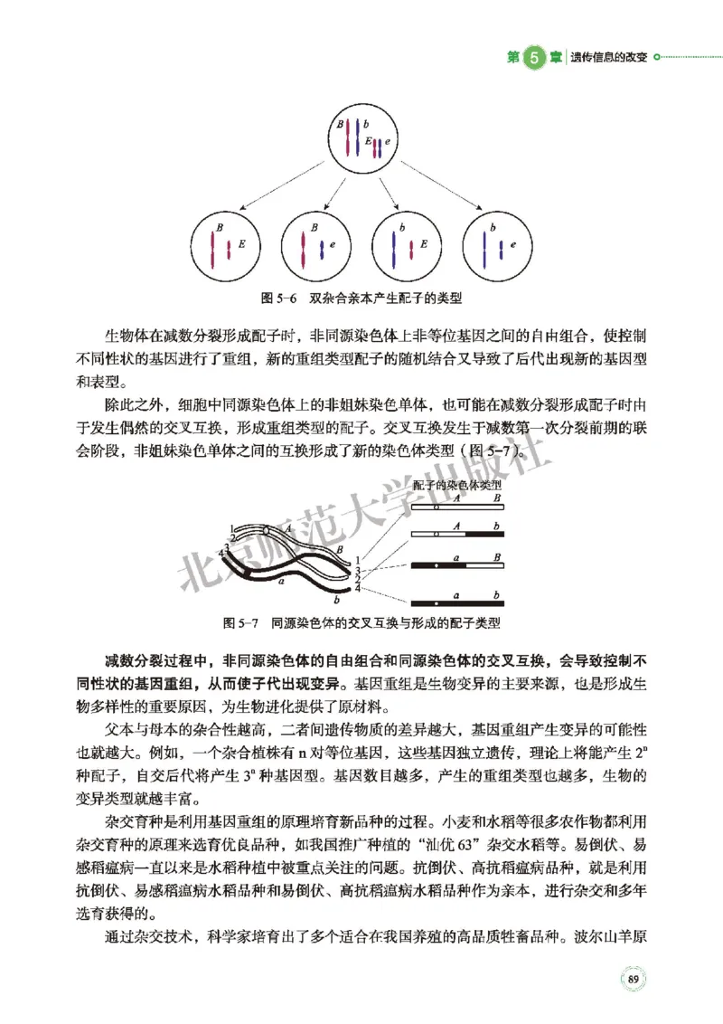 北师大生物必修2高清教材_4-教培资料-26年最新资料-同步更新_初中高中教资_03科三专项（进去保存报考的学科即可）_02科三专项（笔记真题思维导图教学设计版本二）
