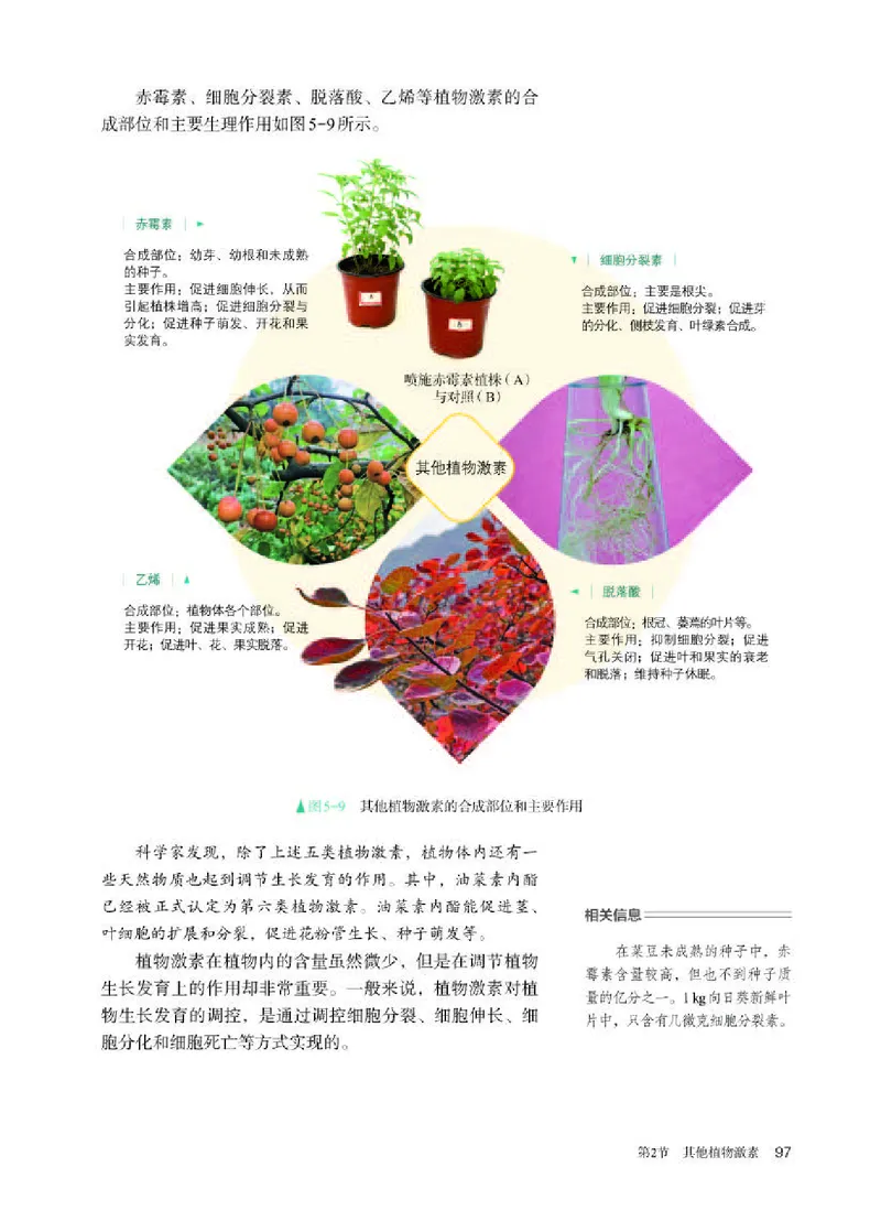 人教版生物选修1高清教材_4-教培资料-26年最新资料-同步更新_初中高中教资_03科三专项（进去保存报考的学科即可）_02科三专项（笔记真题思维导图教学设计版本二）