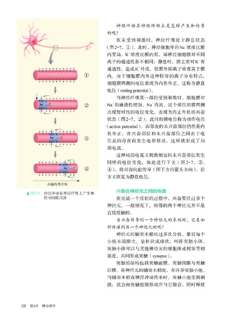 人教版生物选修1高清教材_4-教培资料-26年最新资料-同步更新_初中高中教资_03科三专项（进去保存报考的学科即可）_02科三专项（笔记真题思维导图教学设计版本二）