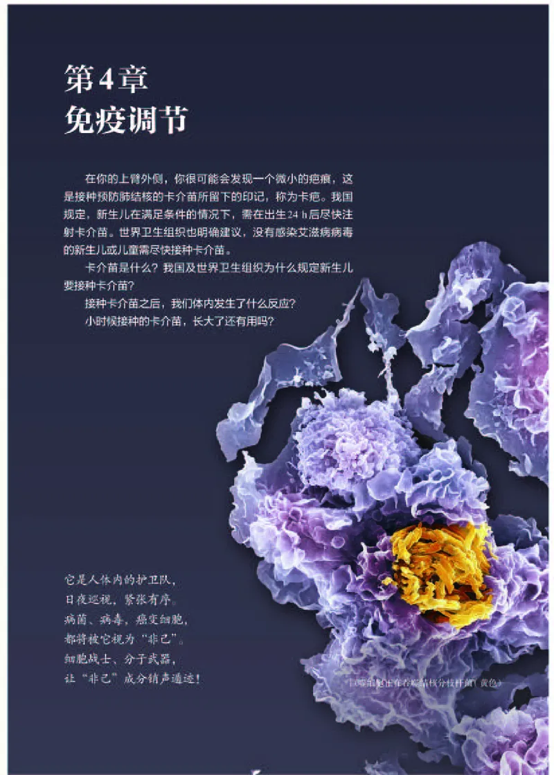 人教版生物选修1高清教材_4-教培资料-26年最新资料-同步更新_初中高中教资_03科三专项（进去保存报考的学科即可）_02科三专项（笔记真题思维导图教学设计版本二）