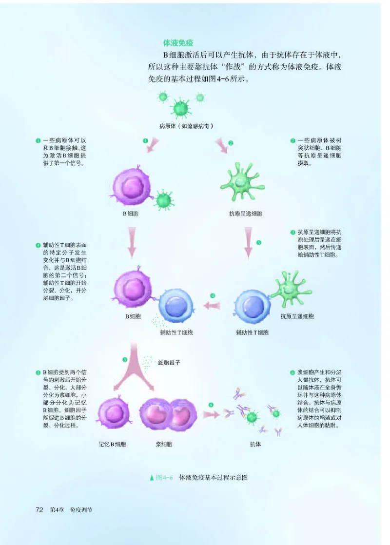 人教版生物选修1高清教材_4-教培资料-26年最新资料-同步更新_初中高中教资_03科三专项（进去保存报考的学科即可）_02科三专项（笔记真题思维导图教学设计版本二）