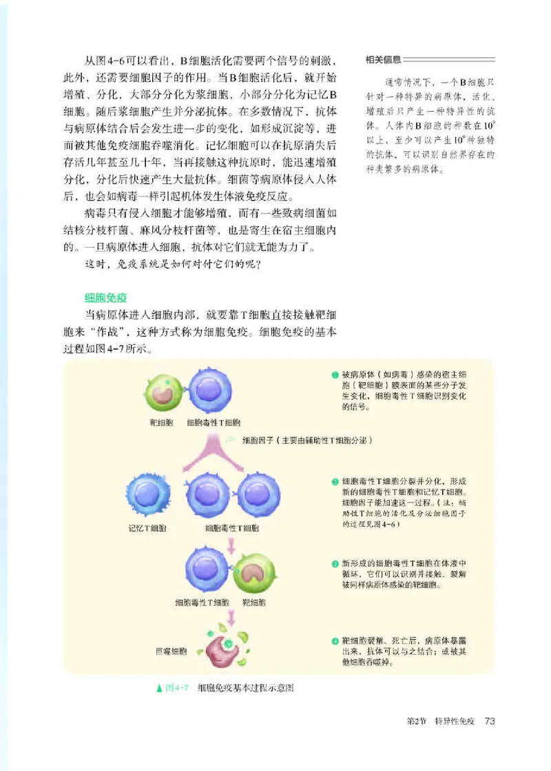人教版生物选修1高清教材_4-教培资料-26年最新资料-同步更新_初中高中教资_03科三专项（进去保存报考的学科即可）_02科三专项（笔记真题思维导图教学设计版本二）