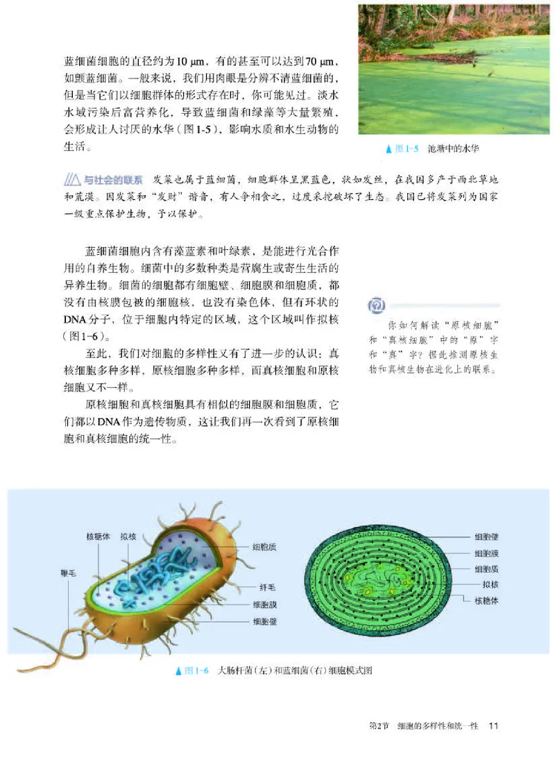 人教版生物必修1高清教材_4-教培资料-26年最新资料-同步更新_初中高中教资_03科三专项（进去保存报考的学科即可）_02科三专项（笔记真题思维导图教学设计版本二）