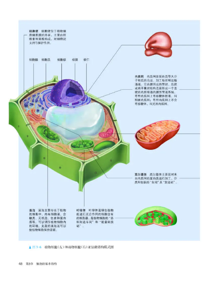 人教版生物必修1高清教材_4-教培资料-26年最新资料-同步更新_初中高中教资_03科三专项（进去保存报考的学科即可）_02科三专项（笔记真题思维导图教学设计版本二）