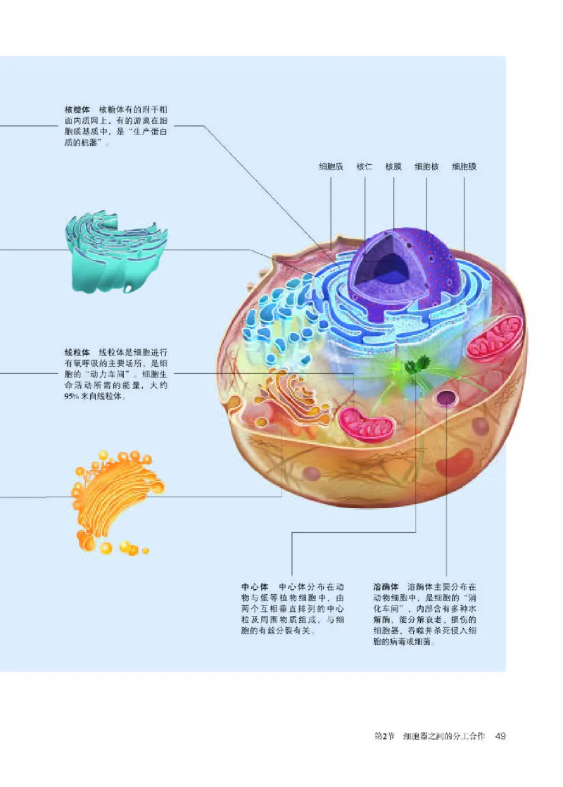 人教版生物必修1高清教材_4-教培资料-26年最新资料-同步更新_初中高中教资_03科三专项（进去保存报考的学科即可）_02科三专项（笔记真题思维导图教学设计版本二）