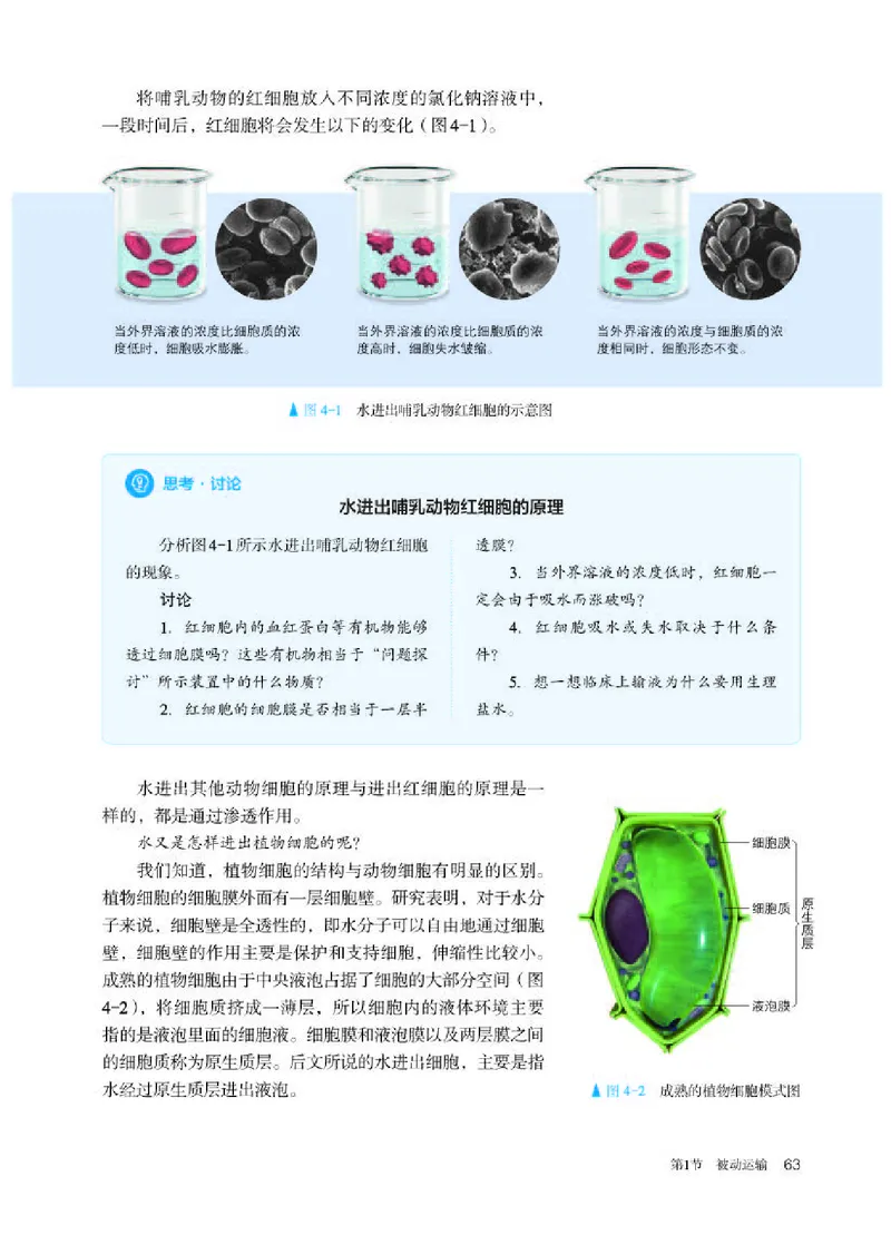 人教版生物必修1高清教材_4-教培资料-26年最新资料-同步更新_初中高中教资_03科三专项（进去保存报考的学科即可）_02科三专项（笔记真题思维导图教学设计版本二）