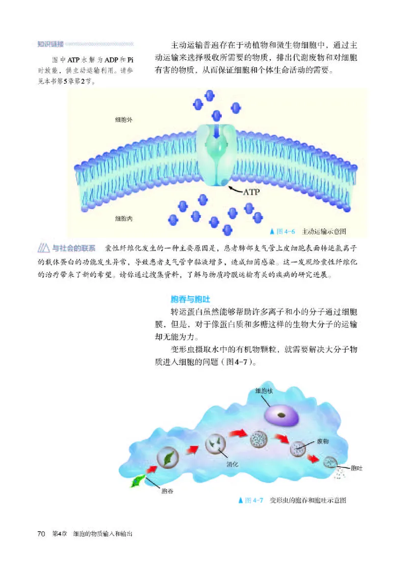 人教版生物必修1高清教材_4-教培资料-26年最新资料-同步更新_初中高中教资_03科三专项（进去保存报考的学科即可）_02科三专项（笔记真题思维导图教学设计版本二）