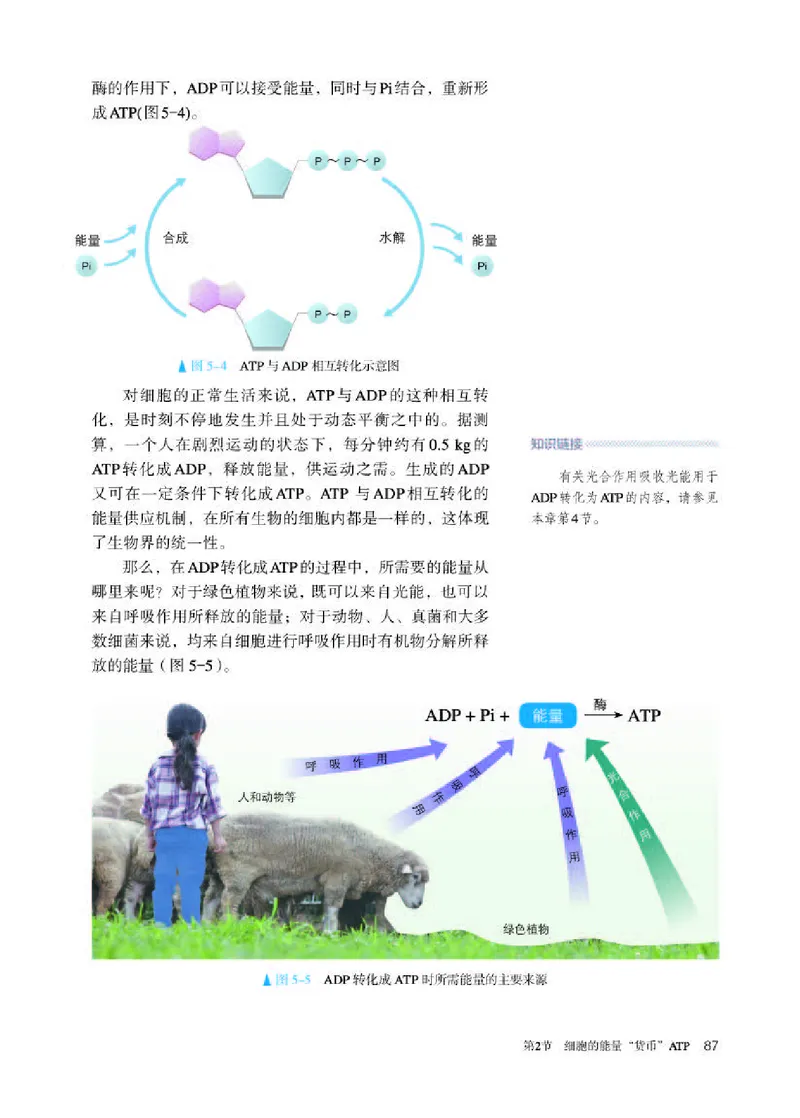 人教版生物必修1高清教材_4-教培资料-26年最新资料-同步更新_初中高中教资_03科三专项（进去保存报考的学科即可）_02科三专项（笔记真题思维导图教学设计版本二）