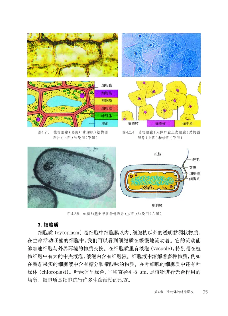 华师大7年级科学上册高清教材_4-教培资料-26年最新资料-同步更新_初中高中教资_03科三专项（进去保存报考的学科即可）_02科三专项（笔记真题思维导图教学设计版本二）