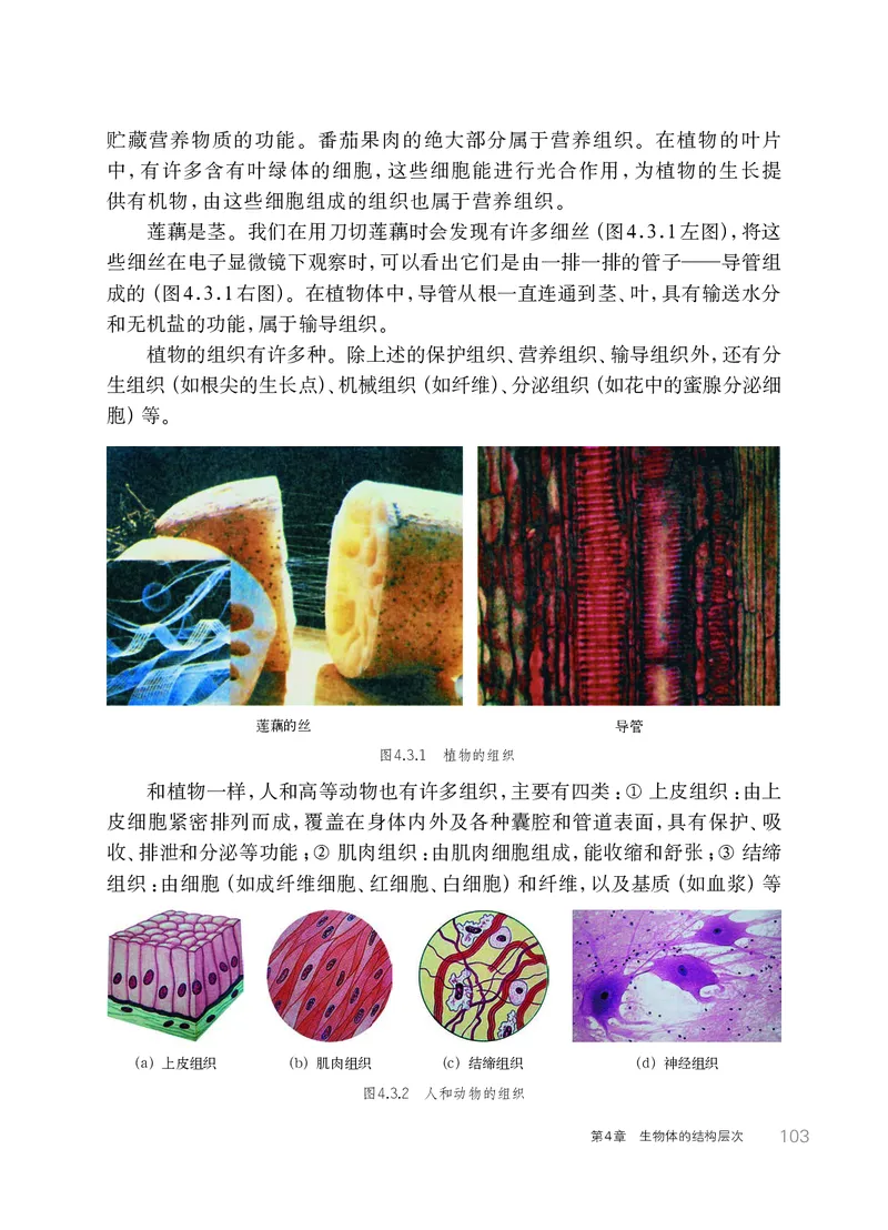 华师大7年级科学上册高清教材_4-教培资料-26年最新资料-同步更新_初中高中教资_03科三专项（进去保存报考的学科即可）_02科三专项（笔记真题思维导图教学设计版本二）