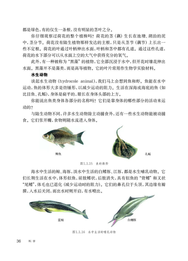 华师大7年级科学上册高清教材_4-教培资料-26年最新资料-同步更新_初中高中教资_03科三专项（进去保存报考的学科即可）_02科三专项（笔记真题思维导图教学设计版本二）