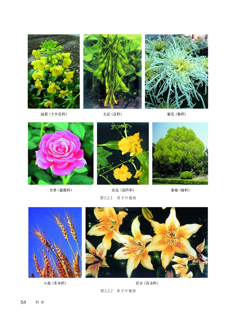 华师大7年级科学上册高清教材_4-教培资料-26年最新资料-同步更新_初中高中教资_03科三专项（进去保存报考的学科即可）_02科三专项（笔记真题思维导图教学设计版本二）