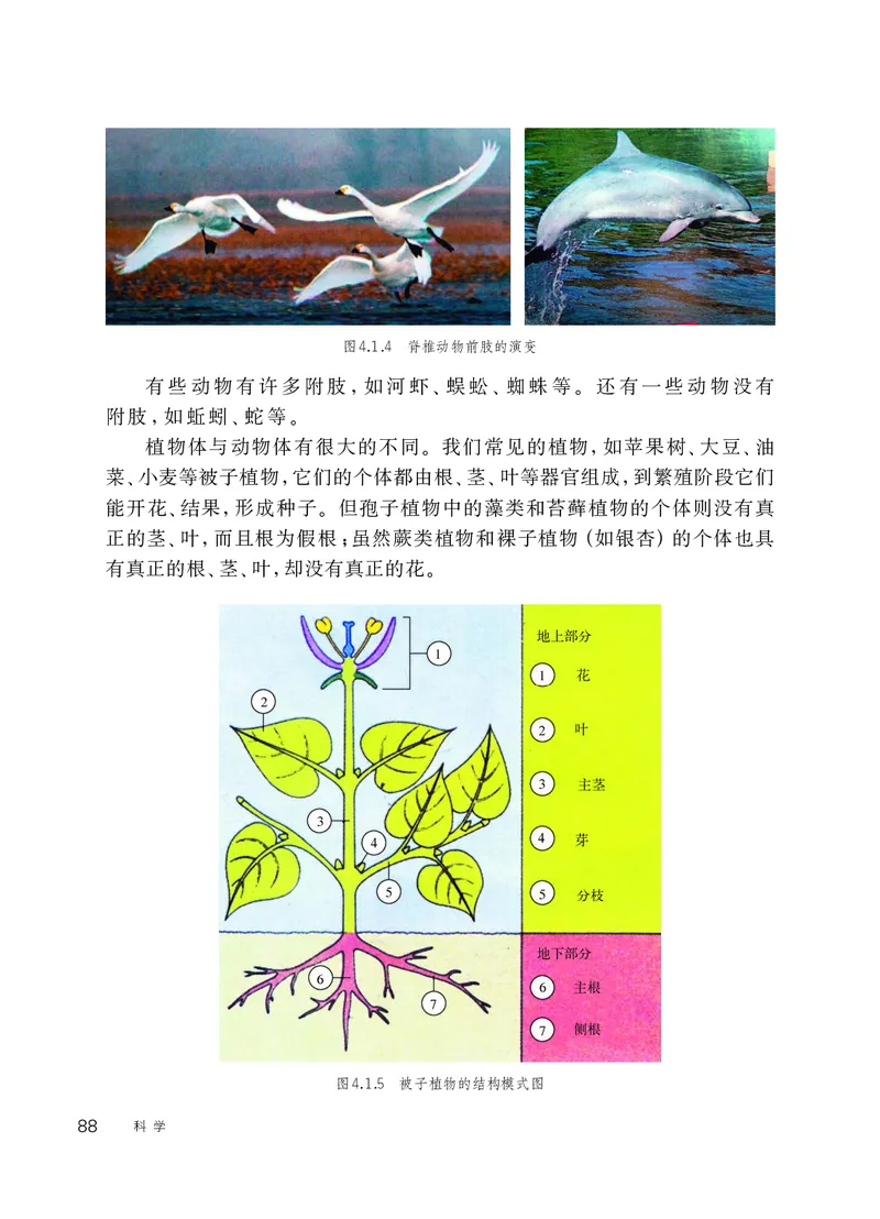 华师大7年级科学上册高清教材_4-教培资料-26年最新资料-同步更新_初中高中教资_03科三专项（进去保存报考的学科即可）_02科三专项（笔记真题思维导图教学设计版本二）