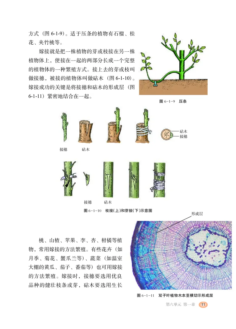冀少版8年级生物下册高清教材_4-教培资料-26年最新资料-同步更新_初中高中教资_03科三专项（进去保存报考的学科即可）_02科三专项（笔记真题思维导图教学设计版本二）