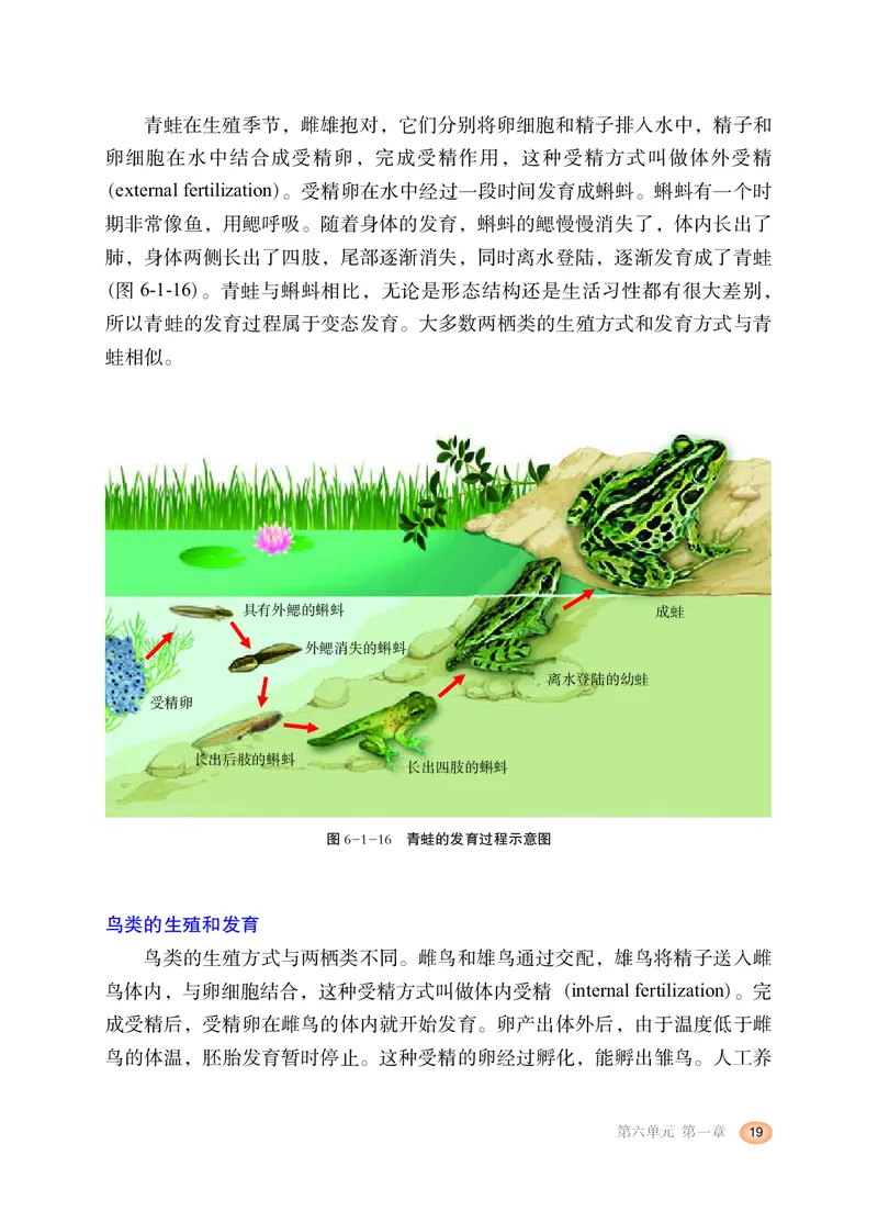 冀少版8年级生物下册高清教材_4-教培资料-26年最新资料-同步更新_初中高中教资_03科三专项（进去保存报考的学科即可）_02科三专项（笔记真题思维导图教学设计版本二）