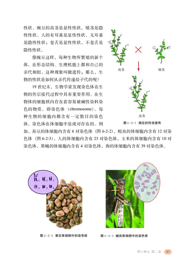 冀少版8年级生物下册高清教材_4-教培资料-26年最新资料-同步更新_初中高中教资_03科三专项（进去保存报考的学科即可）_02科三专项（笔记真题思维导图教学设计版本二）