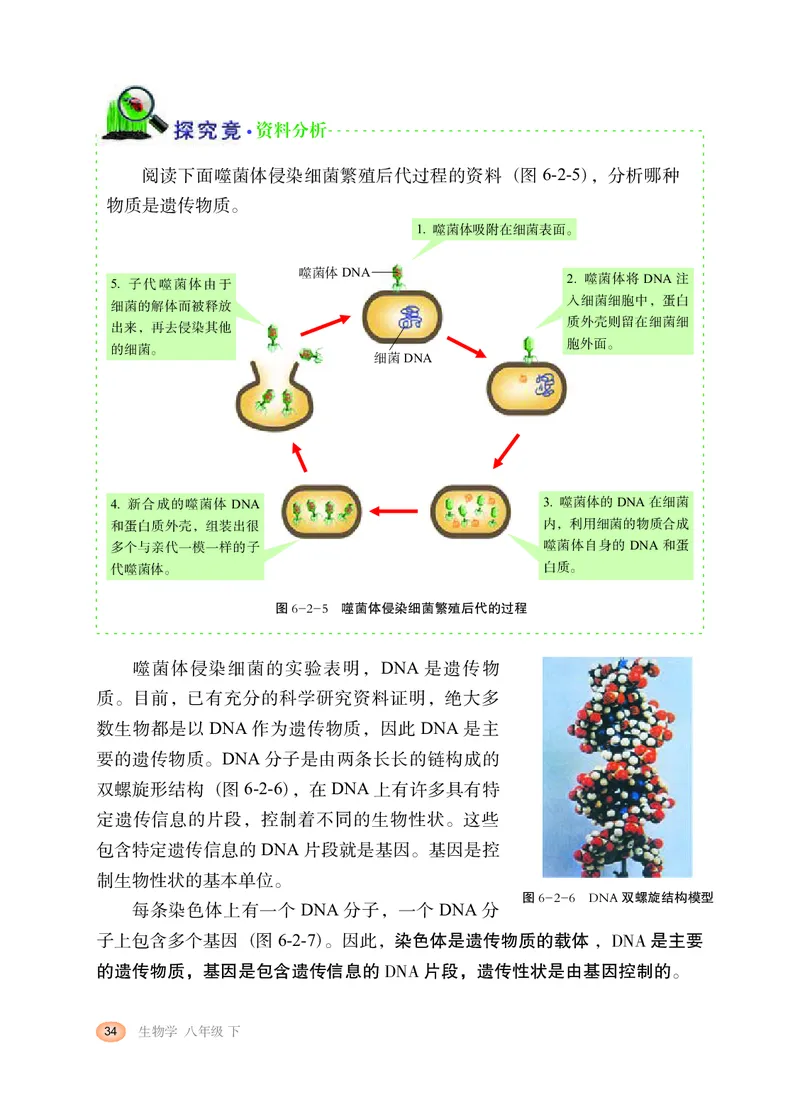 冀少版8年级生物下册高清教材_4-教培资料-26年最新资料-同步更新_初中高中教资_03科三专项（进去保存报考的学科即可）_02科三专项（笔记真题思维导图教学设计版本二）