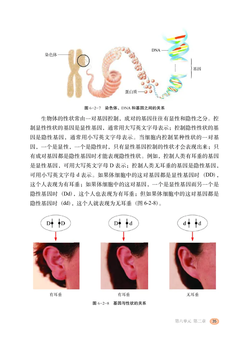 冀少版8年级生物下册高清教材_4-教培资料-26年最新资料-同步更新_初中高中教资_03科三专项（进去保存报考的学科即可）_02科三专项（笔记真题思维导图教学设计版本二）