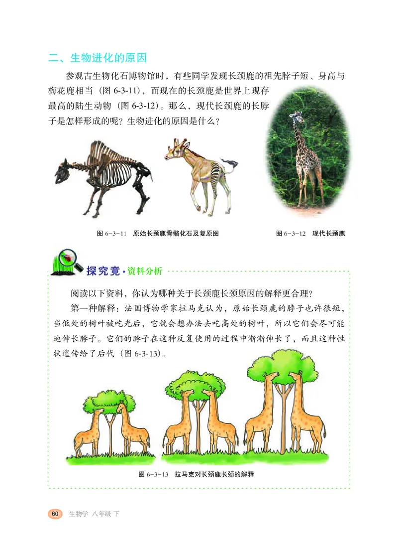 冀少版8年级生物下册高清教材_4-教培资料-26年最新资料-同步更新_初中高中教资_03科三专项（进去保存报考的学科即可）_02科三专项（笔记真题思维导图教学设计版本二）