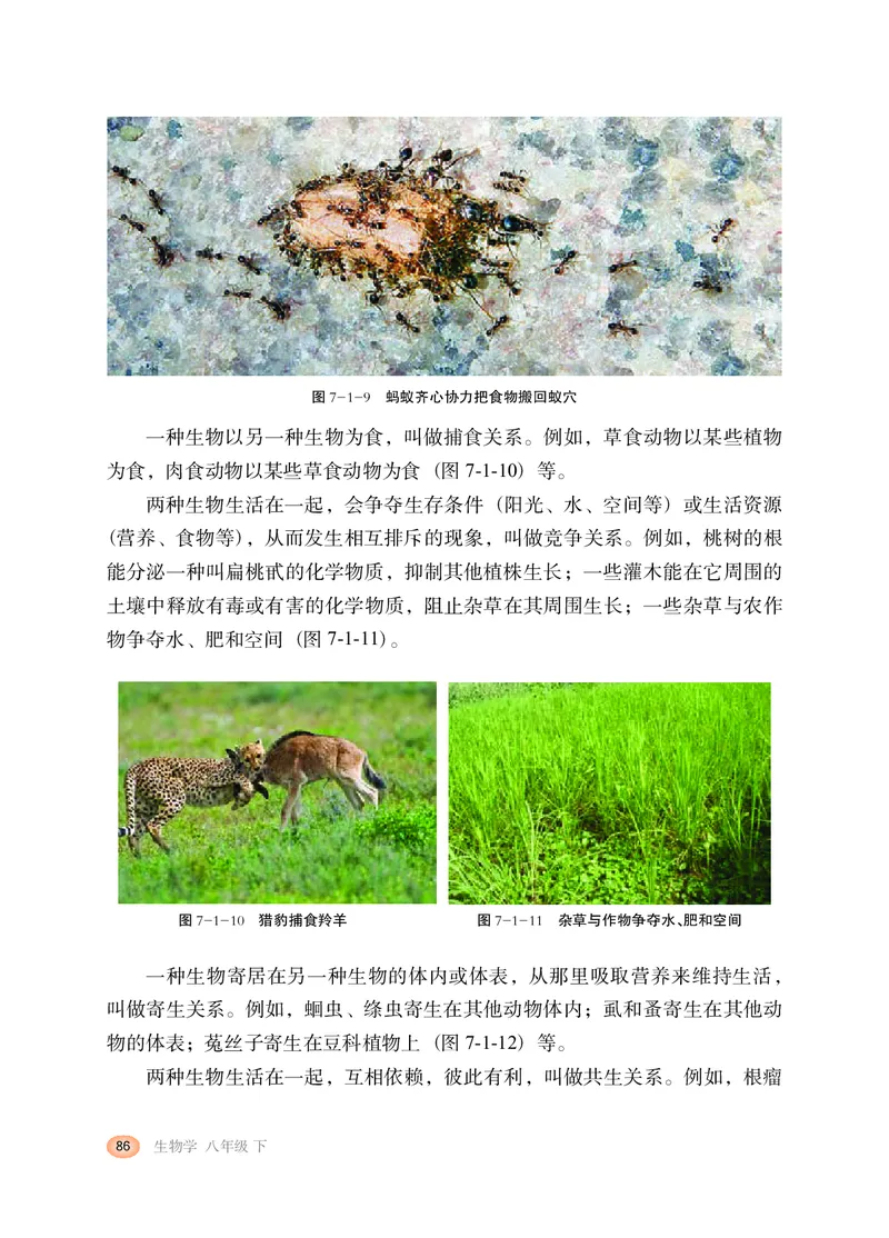 冀少版8年级生物下册高清教材_4-教培资料-26年最新资料-同步更新_初中高中教资_03科三专项（进去保存报考的学科即可）_02科三专项（笔记真题思维导图教学设计版本二）