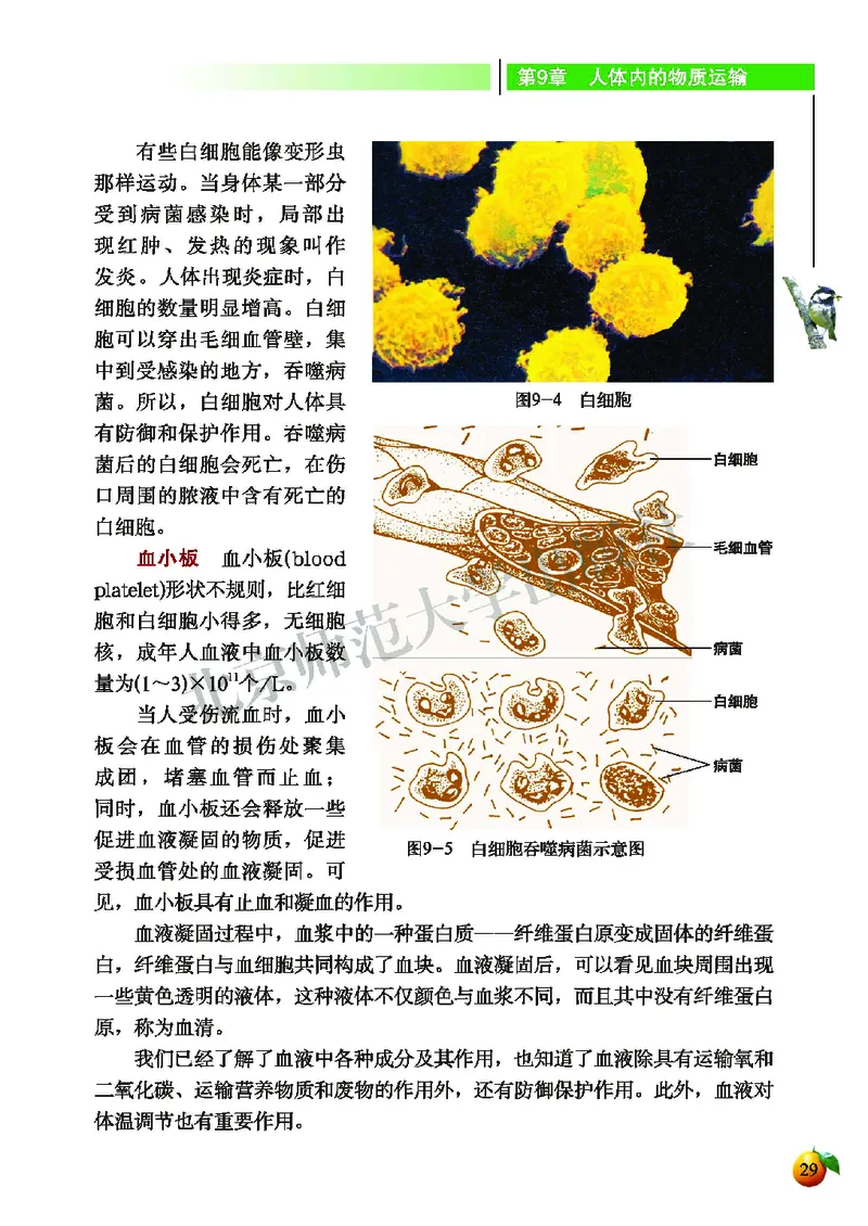 北师大7年级生物下册高清教材_4-教培资料-26年最新资料-同步更新_初中高中教资_03科三专项（进去保存报考的学科即可）_02科三专项（笔记真题思维导图教学设计版本二）