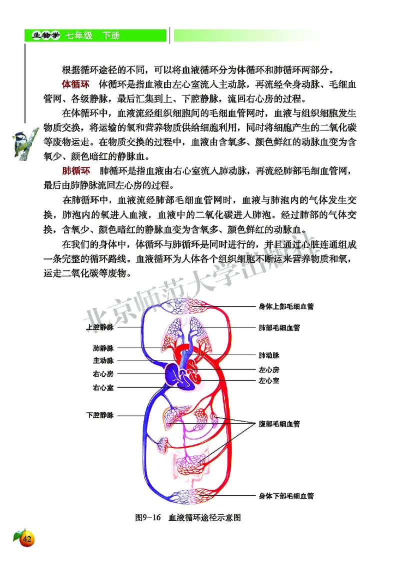 北师大7年级生物下册高清教材_4-教培资料-26年最新资料-同步更新_初中高中教资_03科三专项（进去保存报考的学科即可）_02科三专项（笔记真题思维导图教学设计版本二）