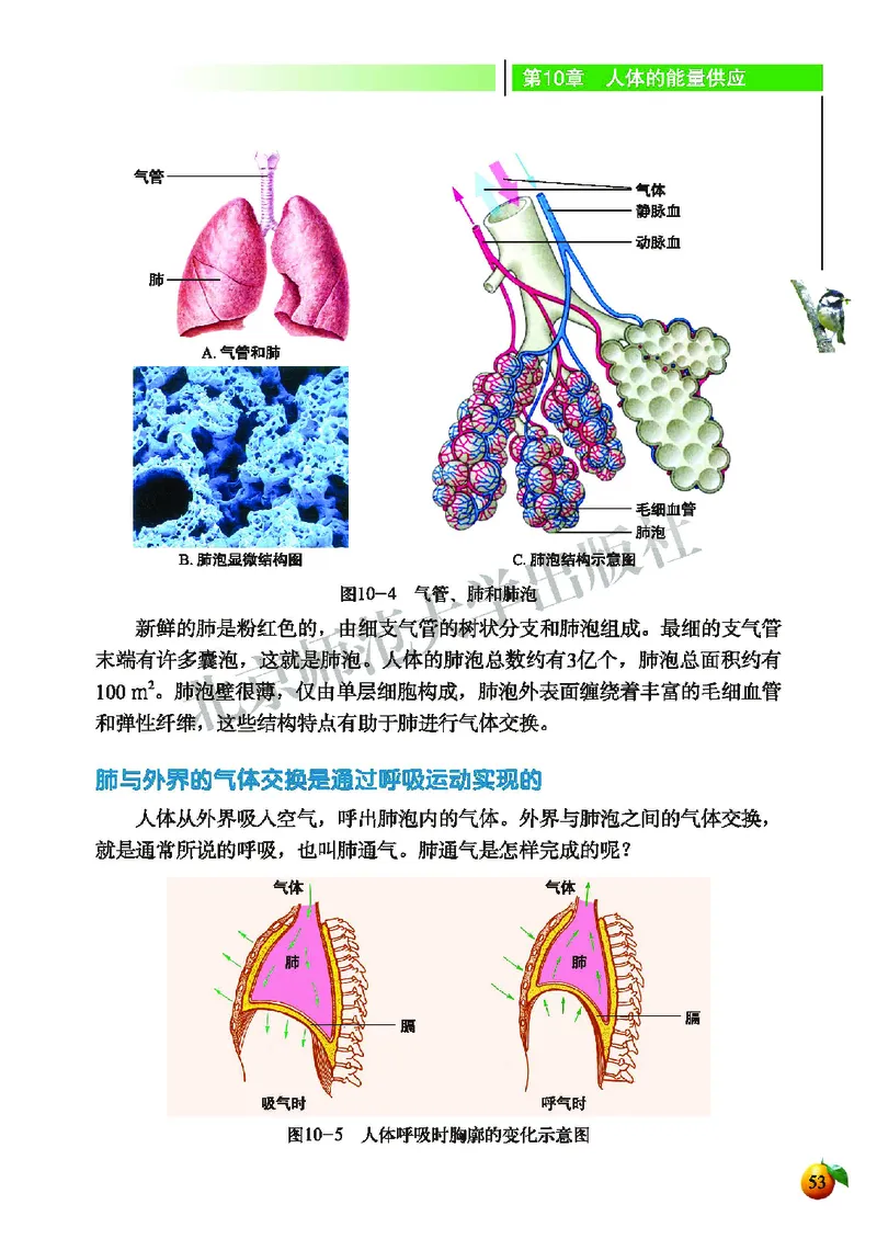 北师大7年级生物下册高清教材_4-教培资料-26年最新资料-同步更新_初中高中教资_03科三专项（进去保存报考的学科即可）_02科三专项（笔记真题思维导图教学设计版本二）