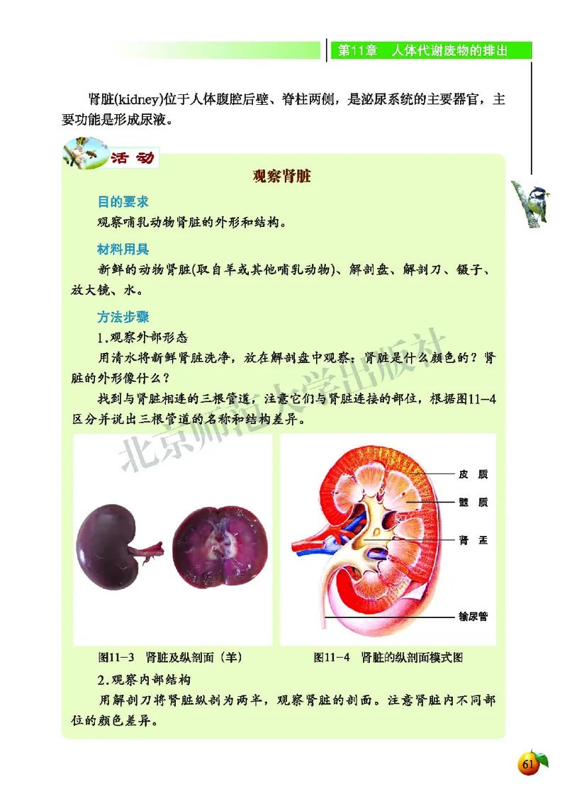 北师大7年级生物下册高清教材_4-教培资料-26年最新资料-同步更新_初中高中教资_03科三专项（进去保存报考的学科即可）_02科三专项（笔记真题思维导图教学设计版本二）